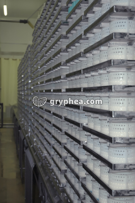 Fabrication du fromage - Salle de maturation du caillé - gryphea.com